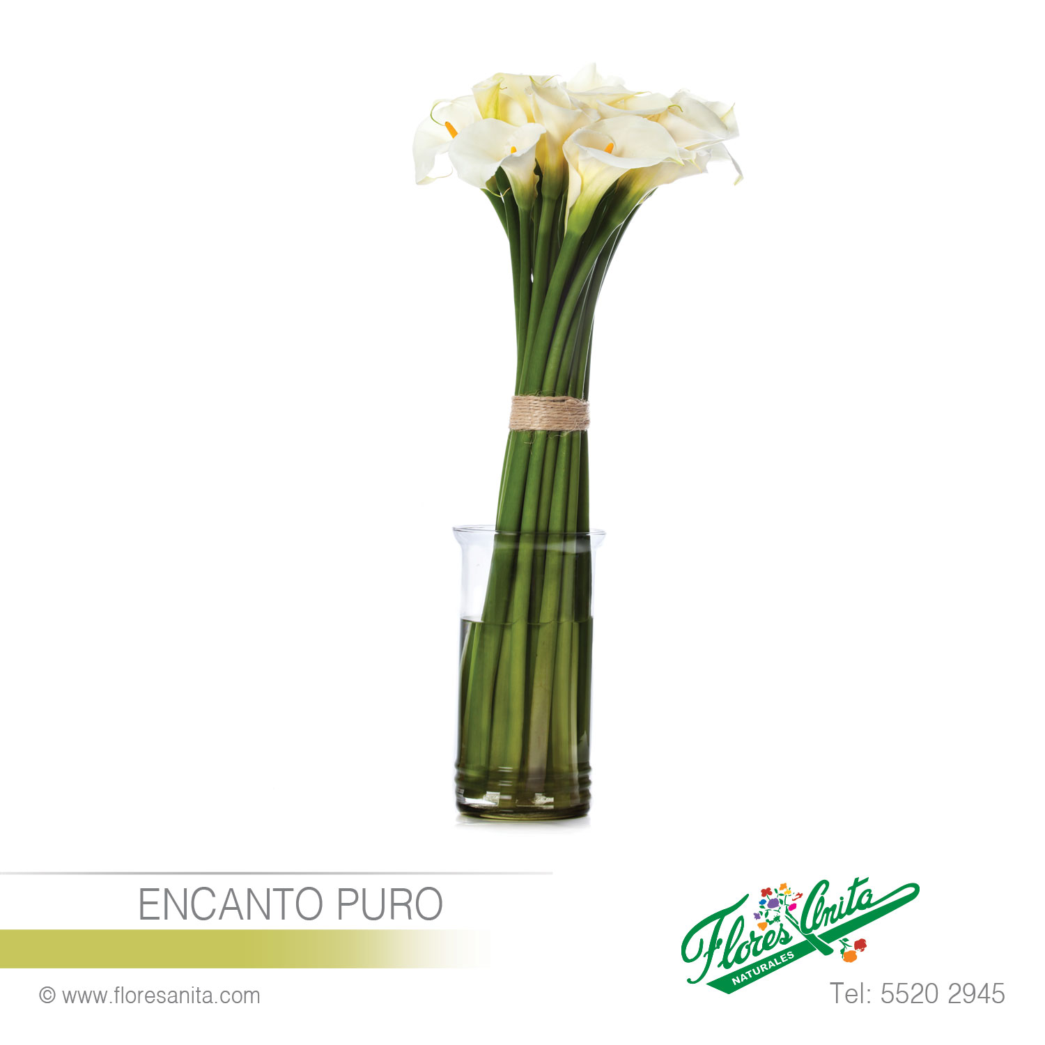 ENCANTO PURO (Arreglo Floral) Alcatraces - Florería 