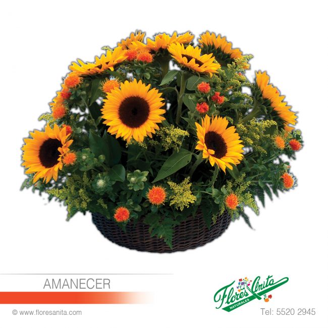 AMANECER (Arreglo Floral) Girasoles Arreglo Floral redondo de Girasoles con Follajes en canasta de mimbre.