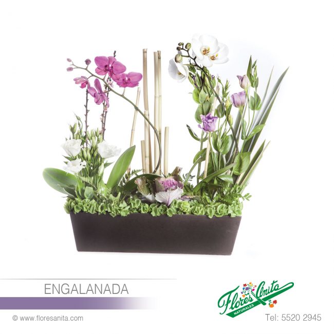 ENGALANADA (Arreglo Floral) Orquideas Arreglo Floral de dos Plantas de Orquidea Phalanopsis con detalle de Lisiantus en base de madera color chocolate. Floreria Flores Anita- Florería CDMX - Arreglos florales a domicilio CDMX