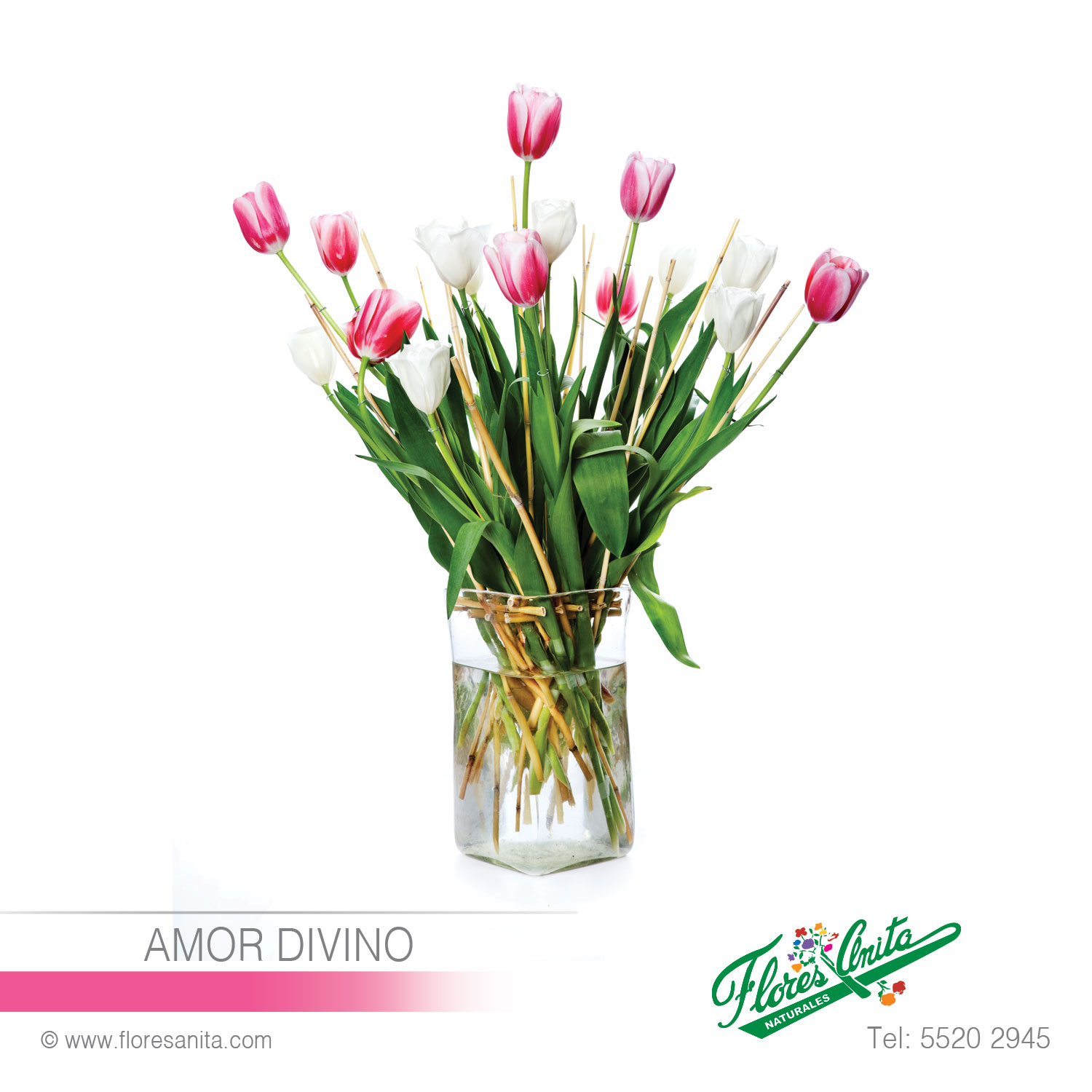 AMOR DIVINO (Arreglo Floral) Tulipanes - Florería 