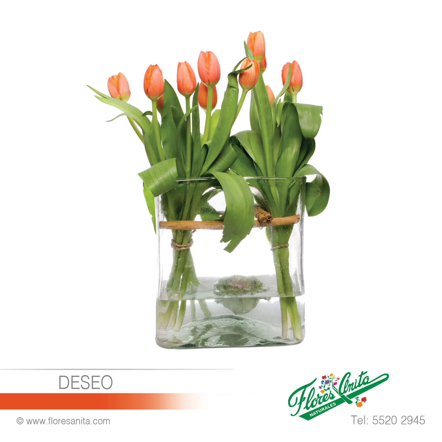 DESEO (Arreglo Floral) Tulipanes - Florería 