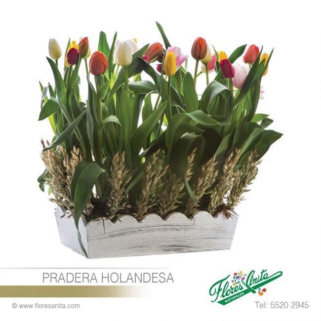 PRADERA HOLANDESA (Arreglo Floral) Tulipanes Arreglo Floral estilo plantado de Tulipanes con Follaje en base de madera avejentada.